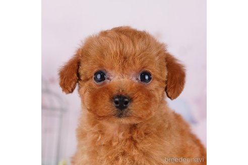 成約済の茨城県のトイプードル-283353